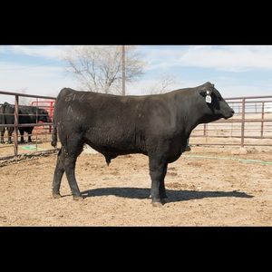 Meet your Posher, Dan